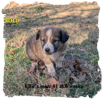 ABCA male Border Collie out of working stock.